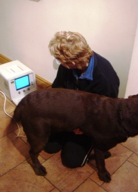  me scanning a labrador bitch
