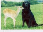 Max and deer calf orphan