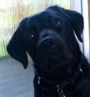 guide dog Rosa age 1 yearjessie x micky 2011